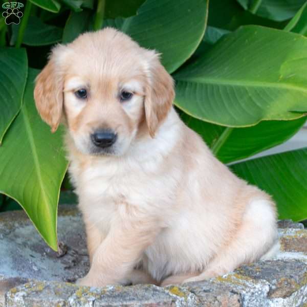 Crystal, Golden Retriever Puppy